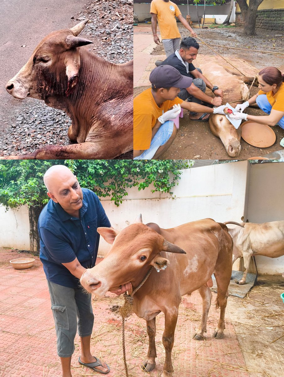 Happy ending for this bull 🐾