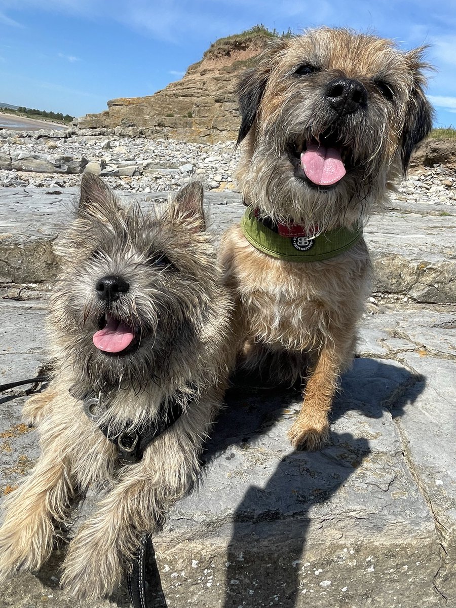 Woody here! My uncle Rufus is 12 today! Happy birthday lovely fella… you’ll love me one day! #btposse