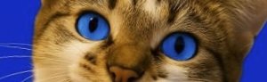 $MiAO , The blue eyes looks so based 😻😻