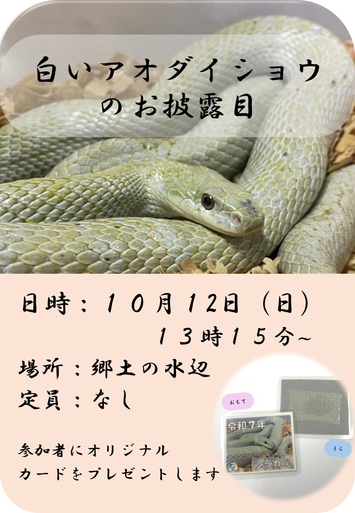 白いアオダイショウの展示を１０月１２日(日)より「郷土の水辺」にて展示を開始します。
それに合わせて、飼育員によるお話会を開催🐍
参加者にはオリジナルカードをプレゼント！
詳しくはこちらをご確認ください。
ishikawazoo.jp/topics/index.h…
#いしかわ動物園
#アオダイショウ