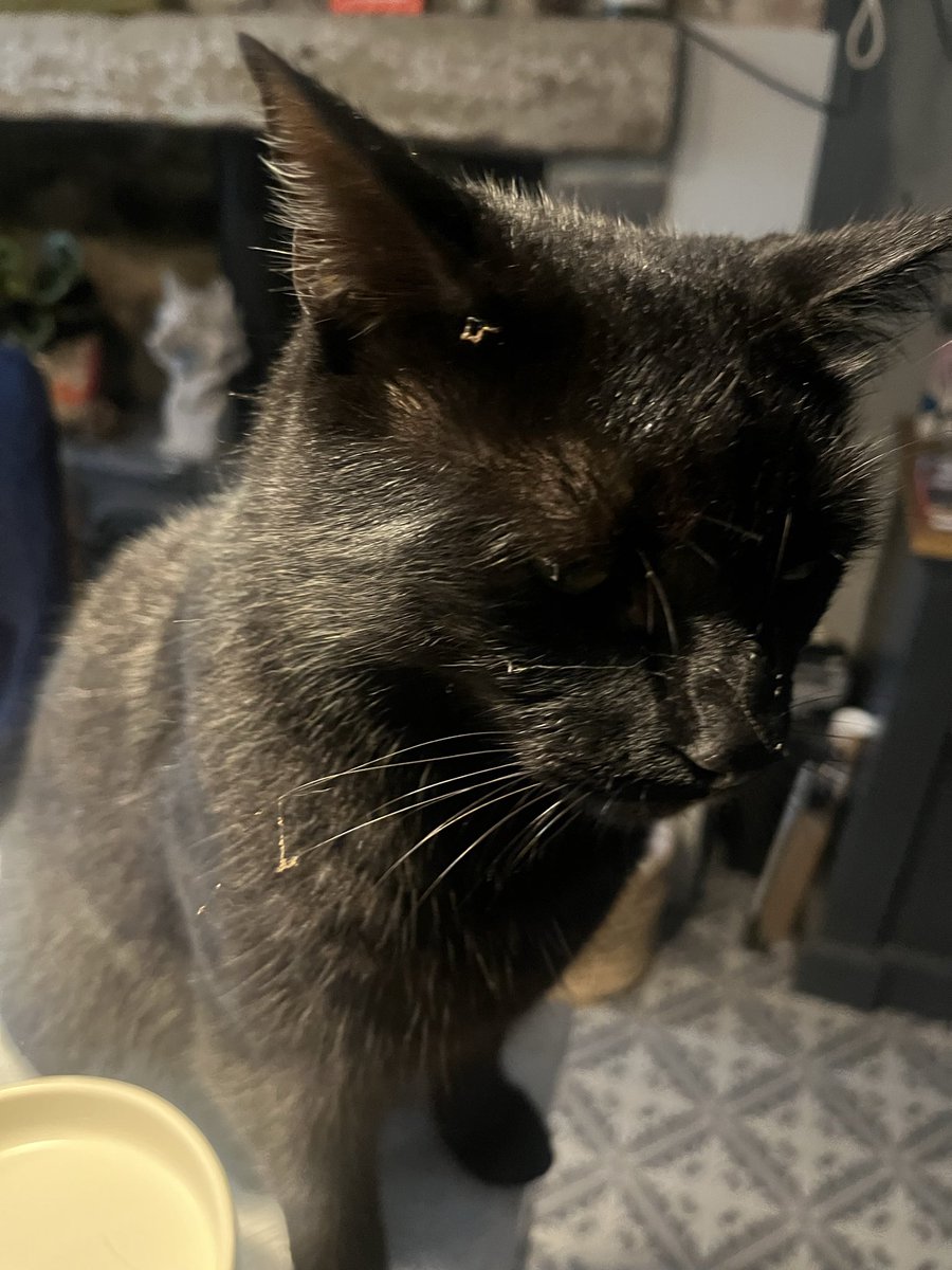 Monty: I am getting ready for Halloweeeeen 🎃 💀 by collecting cobbywebs 😸😸