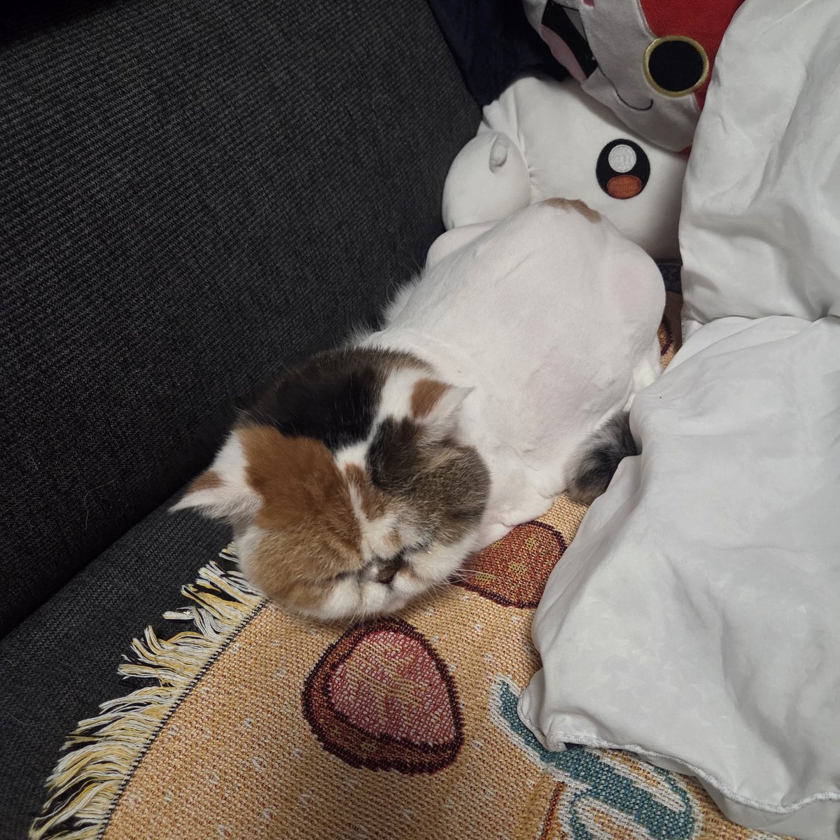 It's 3am, I gotta get up at 8am, and my cat pissed on my expensive pillow...

Kms 🤦‍♂️