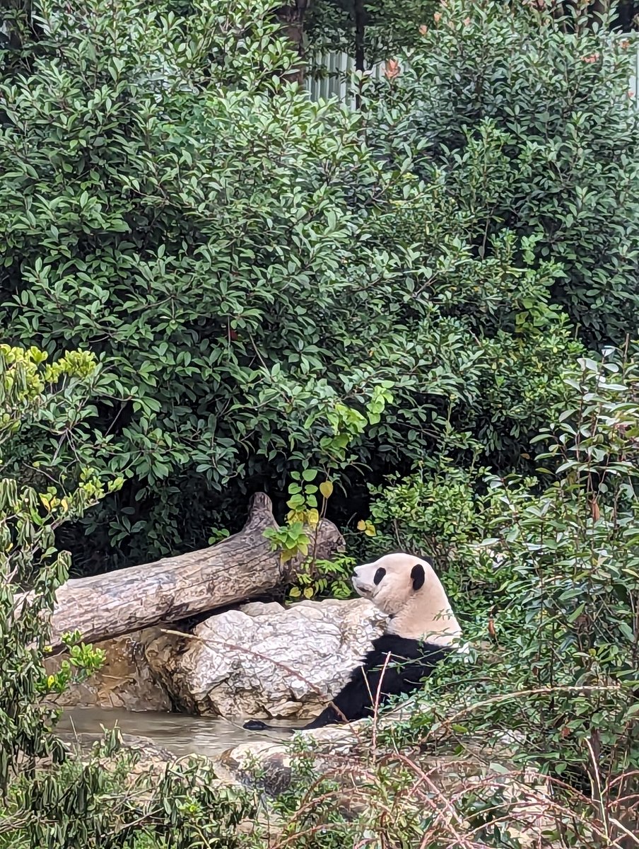 Unicornmon's tweet photo. When in China, you can't not see pandas. They're so cute 🥺 https://t.co/ZBcJiyzxJZ