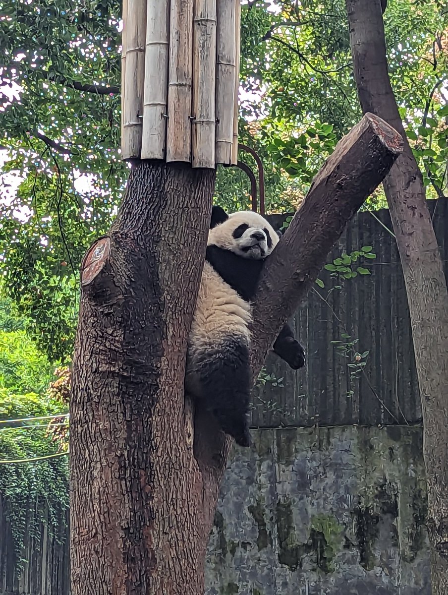 Unicornmon's tweet photo. When in China, you can't not see pandas. They're so cute 🥺 https://t.co/ZBcJiyzxJZ