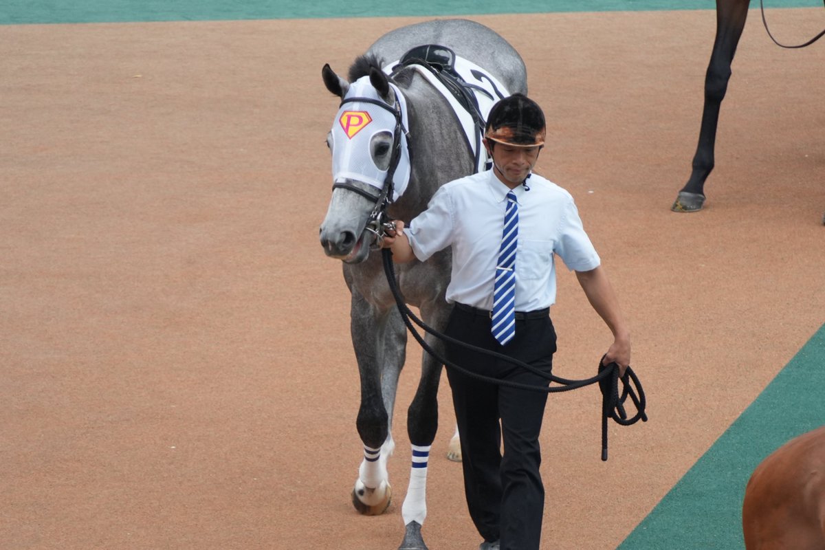 【出走情報📣】
今週末は中央組が東京競馬場で3頭、地方組が佐賀競馬場で出走します🙌🏻✨

10/11(土)
🐴ピコシー
10R  東村山特別  2,100mダート
#岩田康誠 騎手

🐴ピコレッド
12R  3歳以上1勝クラス  1,400mダート
#木幡巧也 騎手

10/12(日)
🐴ピコブルー
7R  3歳以上1着クラス  1,600mダート