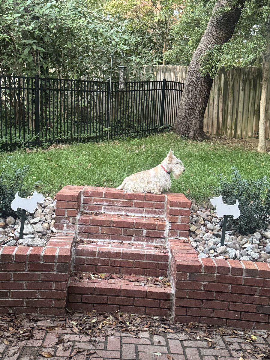 rozcar28's tweet image. Bertie strikes a pose! #Dogs #Scottishterrier #WhichIsReal