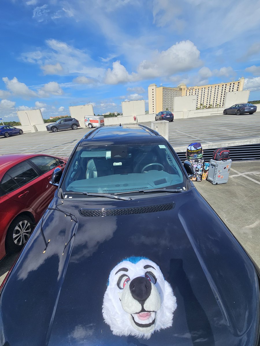 It's morphing time!! I can drive you up and down, aswell as up the wall !! 🤣

#FursuitFriday

🪡 - <a href="/JawsNpawsUK/">JawsandPaws_UK</a>