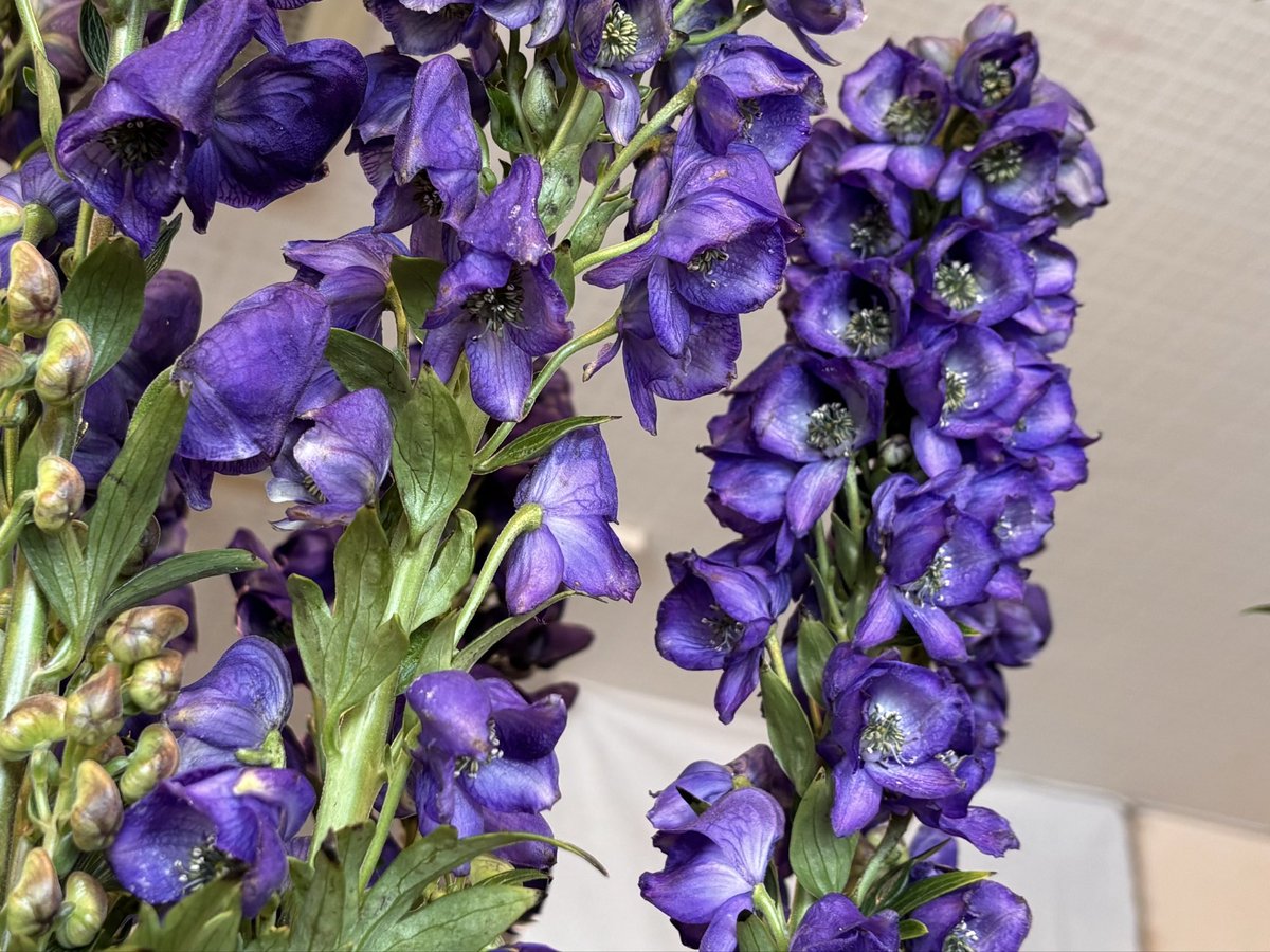 "トリカブト"
とてもカッコいいお花です…
毒は球根の部分にあるらしいので切花は毒素がないって言われてますが念の為間違っても口に入れたりしないように気をつけてください
濃い紫で妖艶な美しさの花です