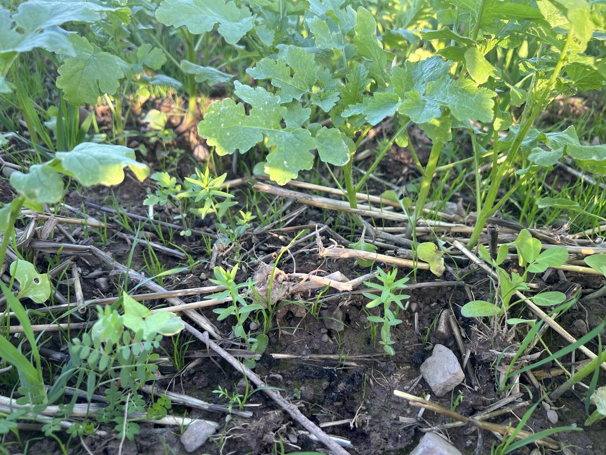 Late planted cover crop getting away nicely now! We’ve had fantastic growing conditions.