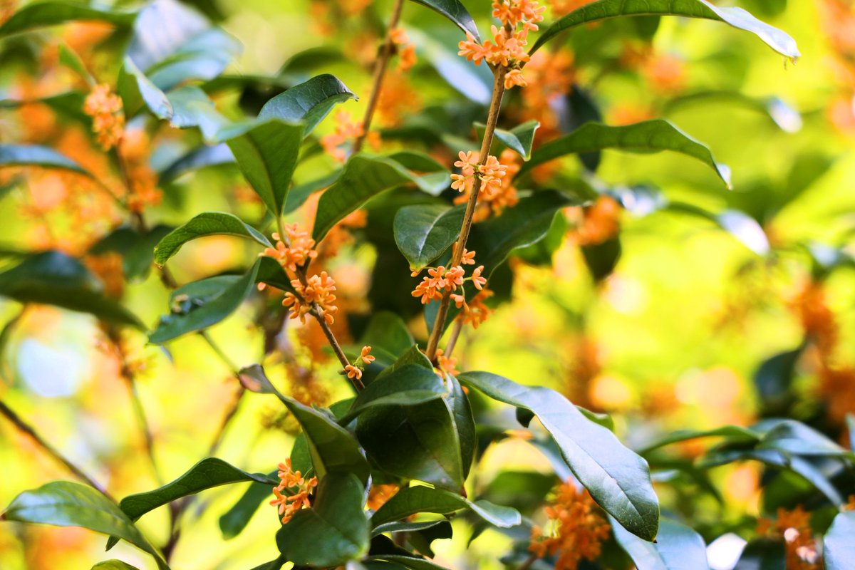 鎌倉なかむら庵 on X