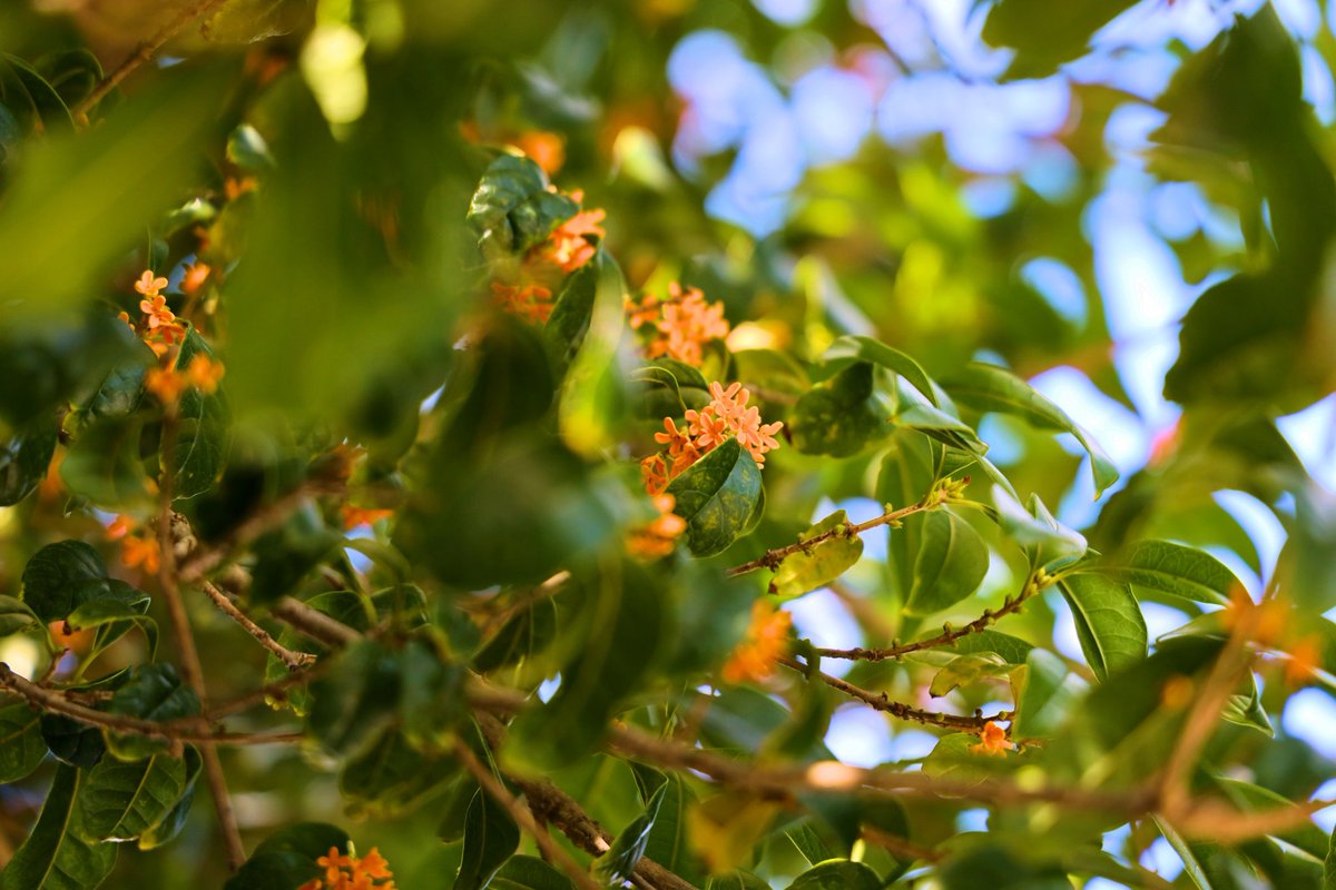 鎌倉なかむら庵 on X