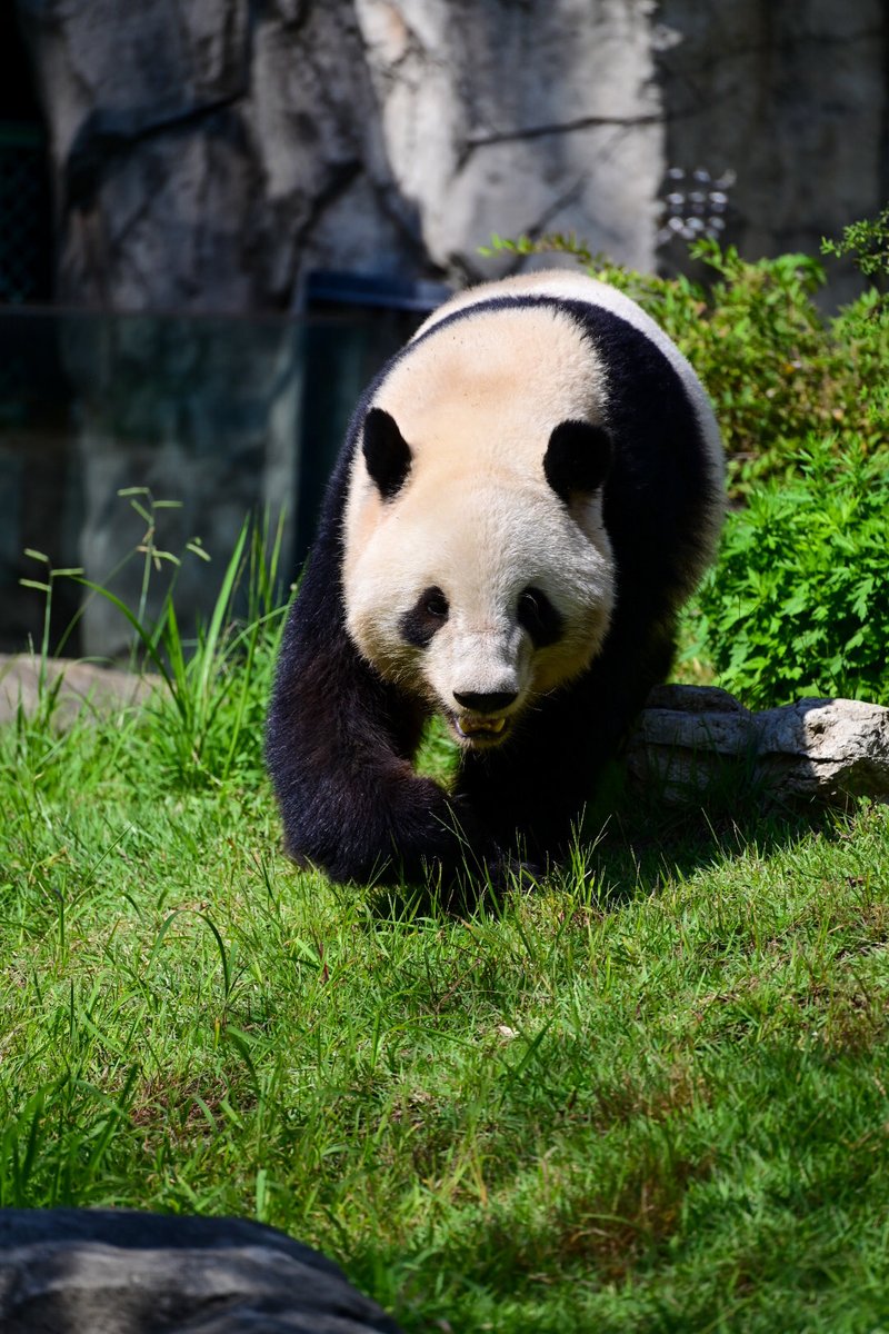 パンダ - Search / X