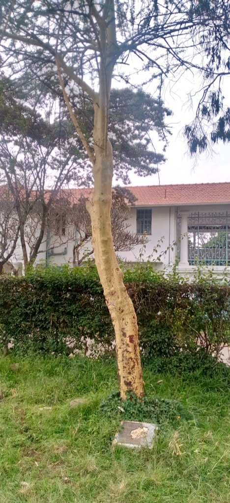 OleSavanna16999's tweet photo. HappyMazingiraDay Hii ni one of those trees Tulipanda Few years ago #StateHouseBoys #NairobiPrimarySchool and #StateHouseGirls courtesy of #GreenAfricaFoundation Ona Venye imekuwa Kubwa ... Leo ndio Ile Siku President Dr.Ruto  amePlant Trees Na Students Kwa #StateHouse https://t.co/rdOaFX9ZsG