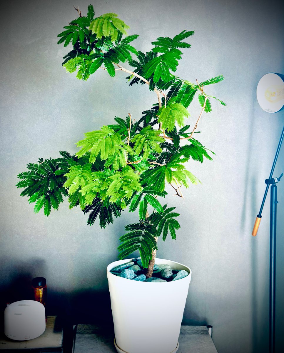 全部枯れて枝だけになったのに
ここまで復活するなんて
嘘みたいだろ？？