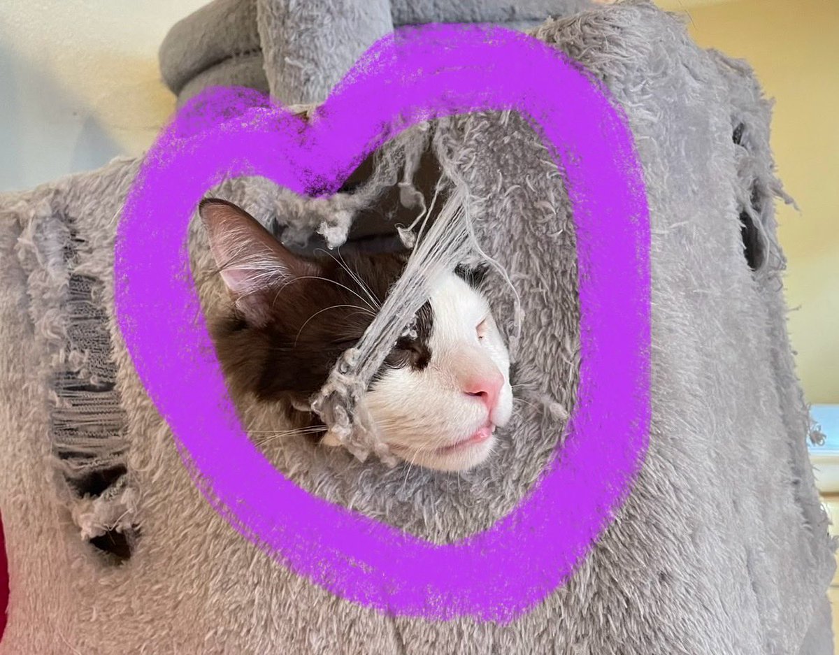 キャットタワーボロボロ😅
犯人はマロン🤭
自分のあけた穴に顔出して寝てる😂