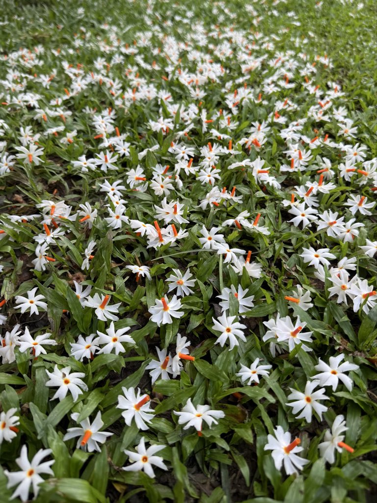 Mrinal_MLA's tweet image. #8pm :- #FallenFlowers
কালিলৈকে এই শুভ্ৰ, সুগন্ধি ভৰা শেৱালী ফুলবোৰে আমাক প্ৰকৃতিৰ অনন্য সৌন্দৰ্য্যৰে বিস্মিত কৰিছিল। পবিত্ৰ ৰূপ-সুধাৰে জাতিষ্কাৰ হৈ থকা এই সৰা ফুলৰ বেদনা আজি কোনে বুজিব? কোনোবাই হয়তো আহি হাতৰ ঝাৰুৰে নিৰ্মম ভাবে সাৰি চোচৰাই লৈ যাব ফুল বোৰৰ নিস্প্ৰাণ অৱশেষ। শেষ হৈ…