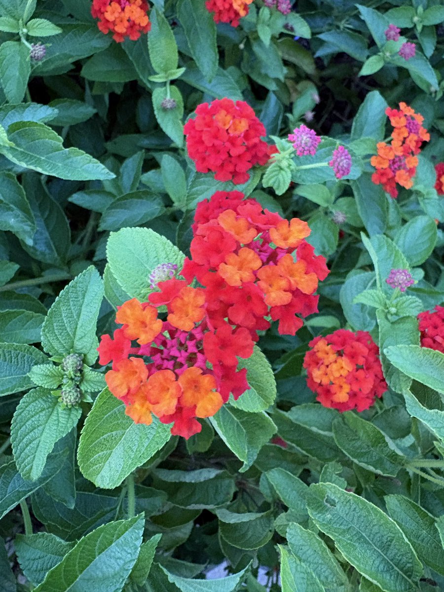 rajeshdatar2022's tweet image. Flowers on Friday