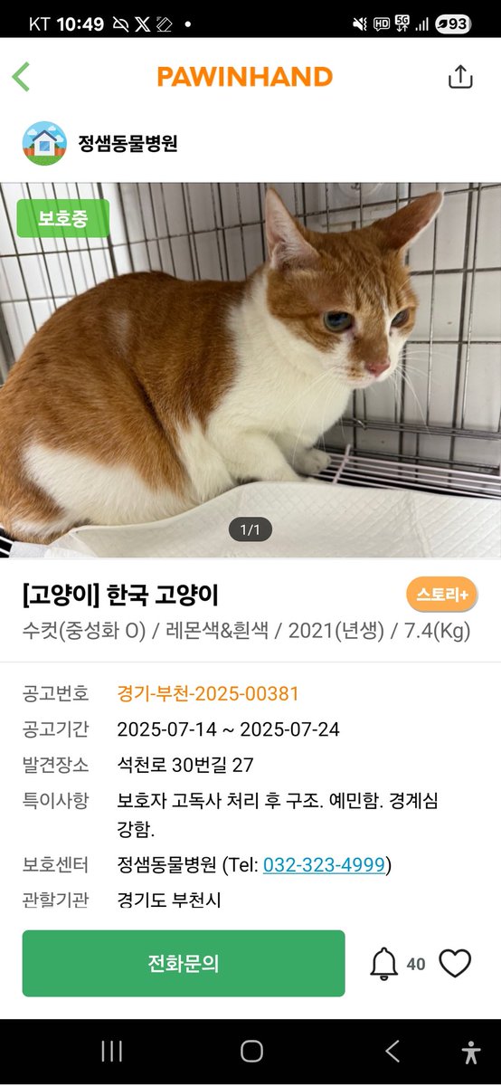 주인 고독사 이후 현장에서 발견됨2
7월구조인데 아직 입양못갔어요
집고양이라서 방사도 못해요