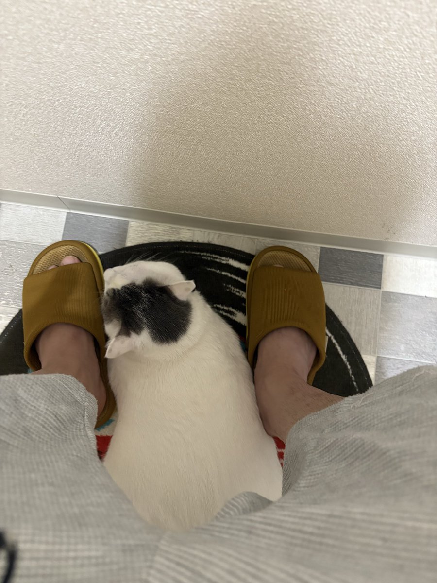 @$tunpoko$ tweet media