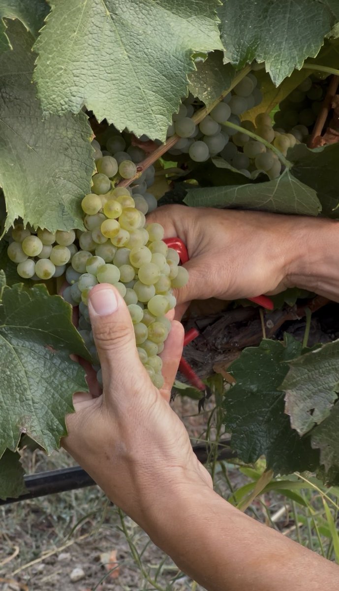 🚜🎙️📻  𝗟𝗮 𝗗𝗲𝗻𝗼𝗺𝗶𝗻𝗮𝗰𝗶𝗼́𝗻 𝗱𝗲 𝗢𝗿𝗶𝗴𝗲𝗻 𝗦𝗼𝗺𝗼𝗻𝘁𝗮𝗻𝗼 𝗳𝗶𝗻𝗮𝗹𝗶𝘇𝗮 𝗹𝗮 𝘃𝗲𝗻𝗱𝗶𝗺𝗶𝗮 𝘁𝗿𝗮𝘀 𝗿𝗲𝗰𝗼𝗴𝗲𝗿 𝗺𝗮́𝘀 𝗱𝗲 𝟭𝟱 𝗺𝗶𝗹𝗹𝗼𝗻𝗲𝘀 𝘆 𝗺𝗲𝗱𝗶𝗼 𝗱𝗲 𝗸𝗶𝗹𝗼𝘀 𝗱𝗲 𝘂𝘃𝗮.
📻  Nos lo han contado hoy en ❜𝗗𝗲 𝗽𝘂𝗲𝗿𝘁𝗮𝘀 𝗮𝗹