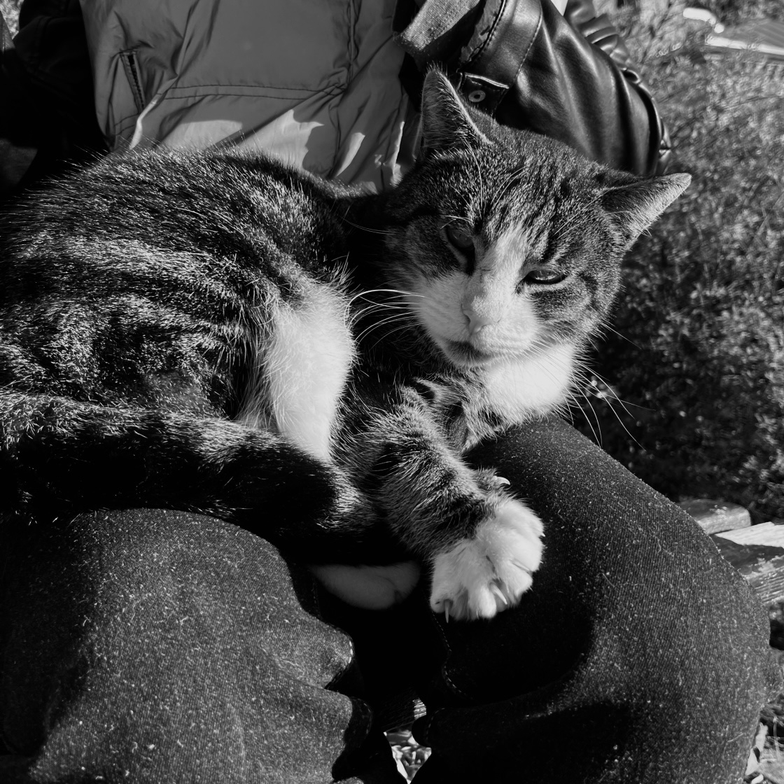 thornsandravens's tweet photo. got chosen by the cat distribution system today https://t.co/kLVKDRQjbG