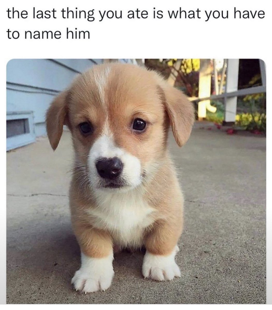 dog.com (@dogproduct) on Twitter photo 