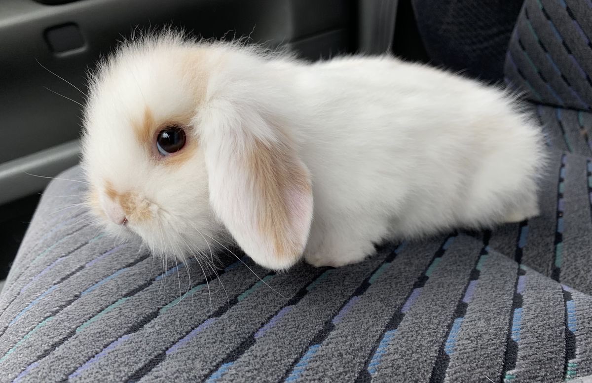 Bunnies's tweet image. 