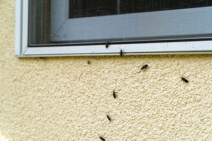 1ManAndALadybug's tweet image. Rodents can sneak in during renovations.

Ants can follow construction debris.

Cockroaches can hide in building materials.

Are you ready to stop them?

Full article here: buff.ly/8K7VUqS 

#PestPrevention #RenovationTips