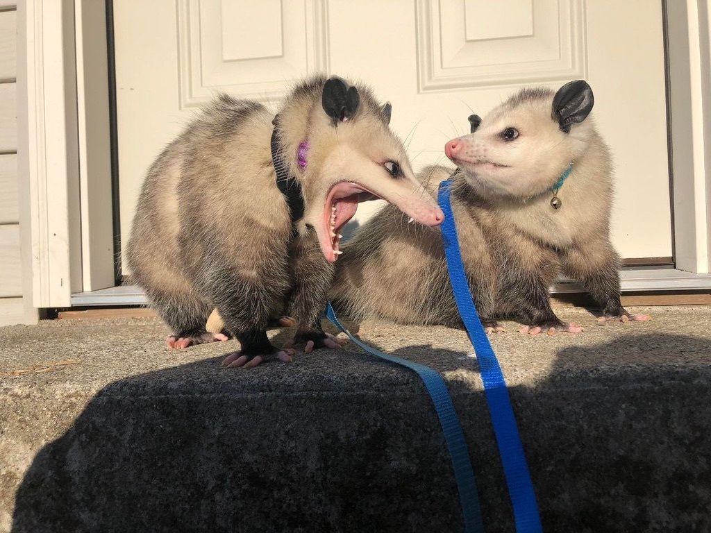 #possums #Possum_Daily