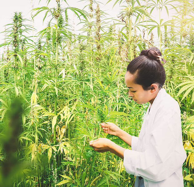 The difference between hemp and cannabis

The terms hemp and cannabis are often confused and misunderstood,  particularly as cannabis and cannabis-derived products become more  accessible and enter mainstream markets. Luckily, a little digging into  the historical roots of the