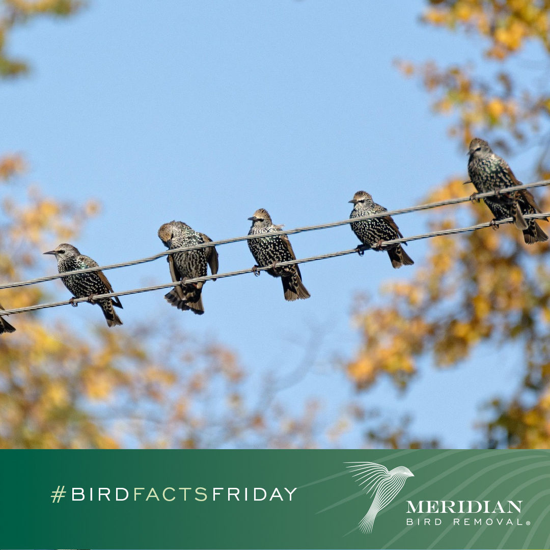 Meridian Bird Removal tweet media