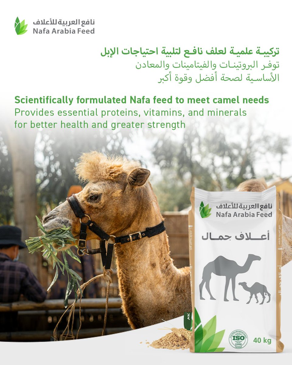 NafaFeeds's tweet photo. أعلاف نافع للإبل 🐪
تركيبة علمية تمنح قطيعك الصحة والقوة والتحمل مع أفضل مزيج من البروتينات والفيتامينات والمعادن.

#NafaArabiaFeed #CamelFeed #HealthyCamels #AnimalNutrition #MatarHolding #BalancedFeed https://t.co/KuZmf2Dufx