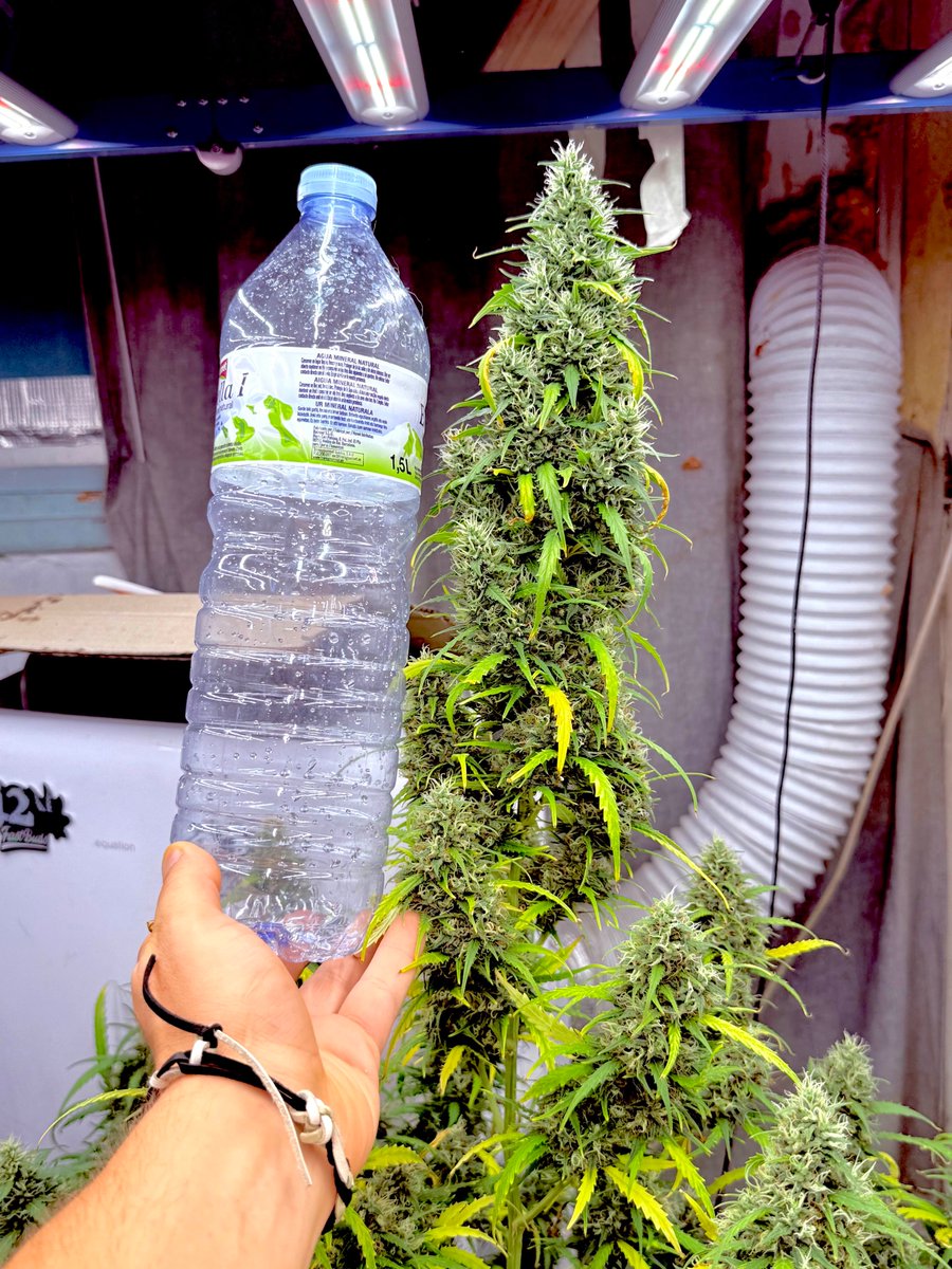 💨4⃣2⃣0⃣ HIGH GIVEAWAY💨
NEW LOGO SOCKS + TEXTIL POT+T-Shirt
10 seeds of your choice
You know what to do:
• Follow fast_buds
• Tag 3 friends
• Like + Retweet We will announce the winners next week! Good luck!🤞
Get 15% OFF with the code TWITTER
Gorilla Z Auto by fattestbuds
