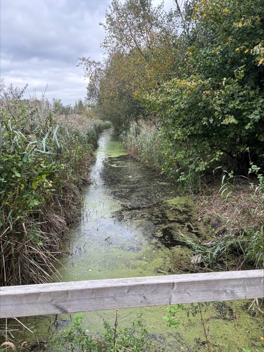 Work at Sculthorpe Moor this week! 💧 We’ve opened ditches for stunning views and wildlife habitats for water voles, birds, and otters! 🦦 Hope you see something special on your next visit. Check out the before and after photos below! 👇