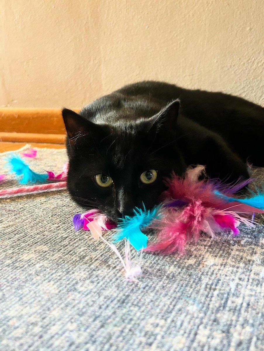 tspastrick's tweet photo. Celebrating one week of #tolas with The Life of a Showcat ❤️‍🔥

#TSTheLifeofaShowgirl #swiftie @taylornation13 @taylorswift13 https://t.co/BYAT8riKE0