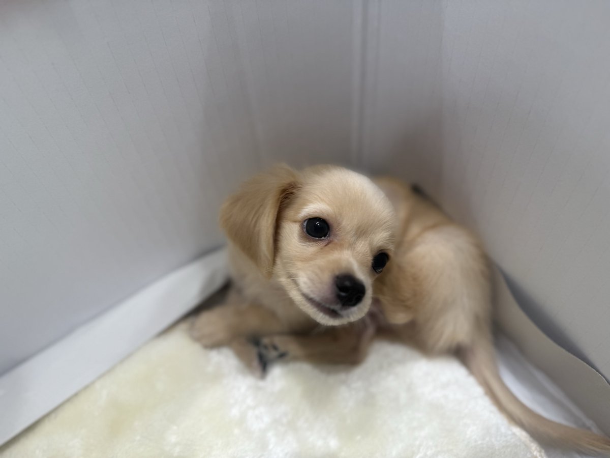 新居に引っ越しました。
そして家族が増えました。
沖縄生まれのチワワ×ダックスのMIX犬です🐶

癒し。