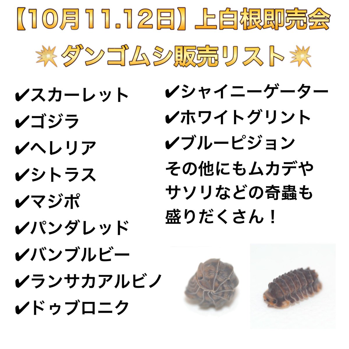 bug_forest's tweet image. 上白根即売会@zero_stagbeetle ダンゴムシ販売リストです‼️

直接見て購入出来る場所も少ないと思うので、是非見に来てください🤩