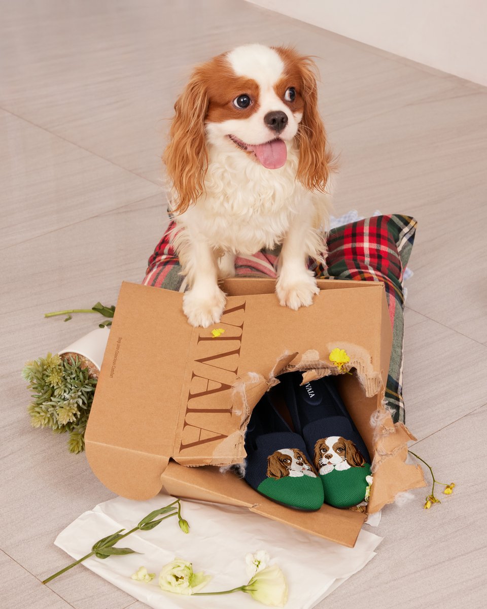 vivaia_official's tweet image. Adorable little troublemaker! But smart too,  leaving my favorite shoes unscathed like that, so treats for you. 

reurl.cc/pYGoRb

#VIVAIA #VIVAIAAudrey #Pawrent #Troublemaker