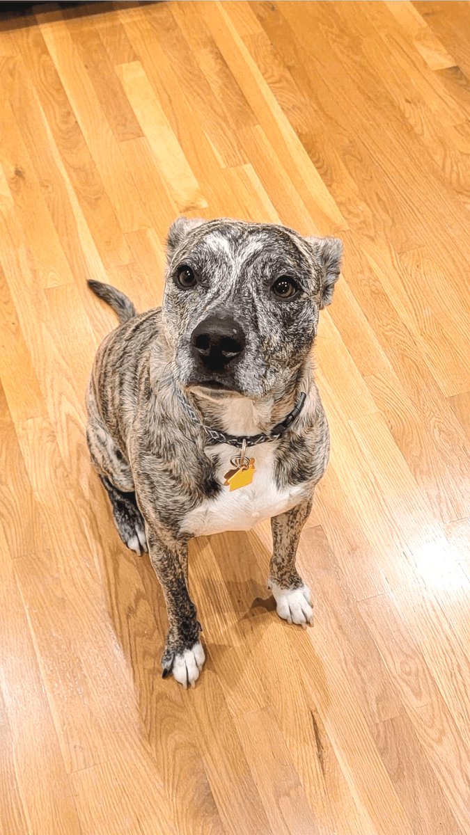 BarkBustersGA's tweet image. Today, I mastered potty breaks and gentle greetings thanks to Cody at Bark Busters! No more jumping on furry friends or sneaking snacks off the table. Who's a well-behaved dog now? 🥳🐕✨