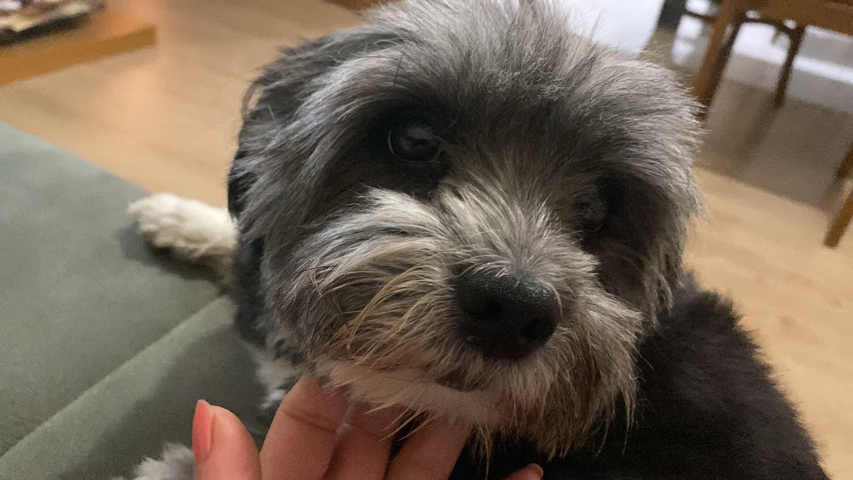 Köpke papuçu ünerilerinisi bekniyorus çanum