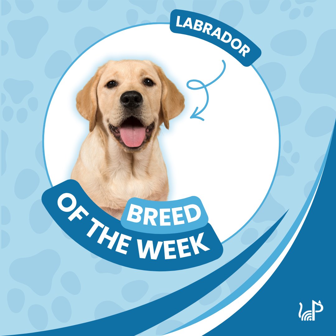 petscanner's tweet photo. 🐶 Breed of the Week: Labrador Retriever

Friendly, loyal and full of energy, the Labrador Retriever is one of the UK’s most loved family dogs.

#PetScanner #LabradorRetriever #DogOfTheWeek #PetLovers #DogFacts #PetScannerPets https://t.co/4Kq6Mi7yt8