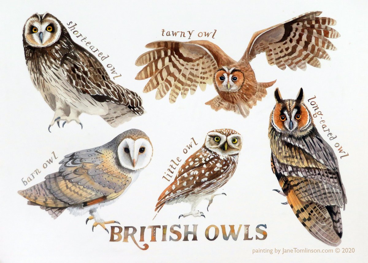 JaneSunflower's tweet photo. Wooo! Have my #painting of #British #owls for #followbackfriday. Some say they're bad luck, but I always feel blessed when I see or hear one.
https://t.co/BH6kyrTKM5
#art #birds #birding #Strigiformes #FollowFriday #flyday #FF #birds #birding #TGIF #FriYay https://t.co/vmrpwh22uO