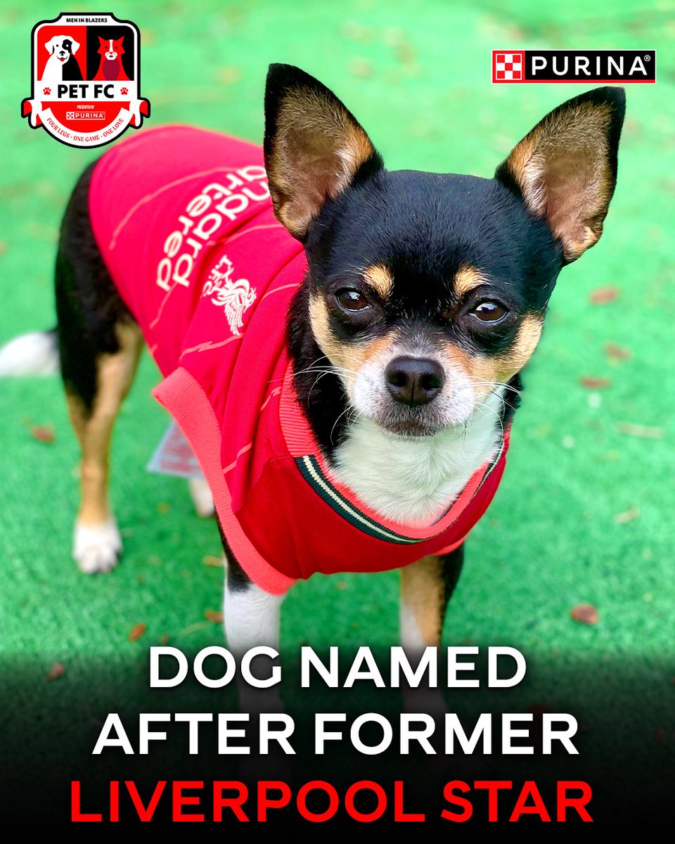INTRODUCING PET FC'S NEWEST STAR: SADIO🐶

The Chihuahua mix and his two brothers are named after Liverpool's Champions League-winning front three: Sadio Mané, Bobby Firmino, &amp; Mo Salah🏆

Sadio loves tagging along for matches with the local LFC supporters group. A proper Red❤️