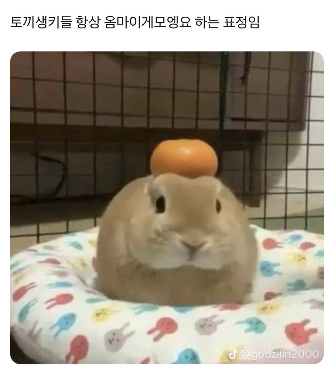 n_y0f's tweet photo. 이거 ㅈㄴ조은이유 김요안 ㄹㅇ 짤처럼나옴 하 형아이게모엥요 https://t.co/SFxsv8MvvI