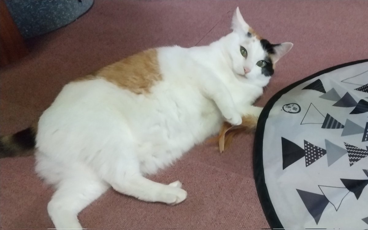 三毛猫~断捨離中~（感謝） 三毛の子猫3頭 譲渡となりました