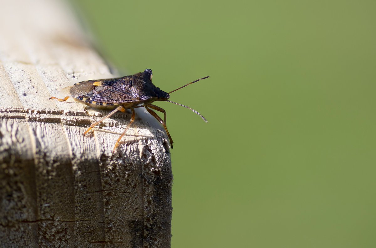 I broke out the macro lens and got some focus stacked shots. The function on the Canon R6mk2 is superb.
<a href="/CanonUKandIE/">Canon UK and Ireland</a>