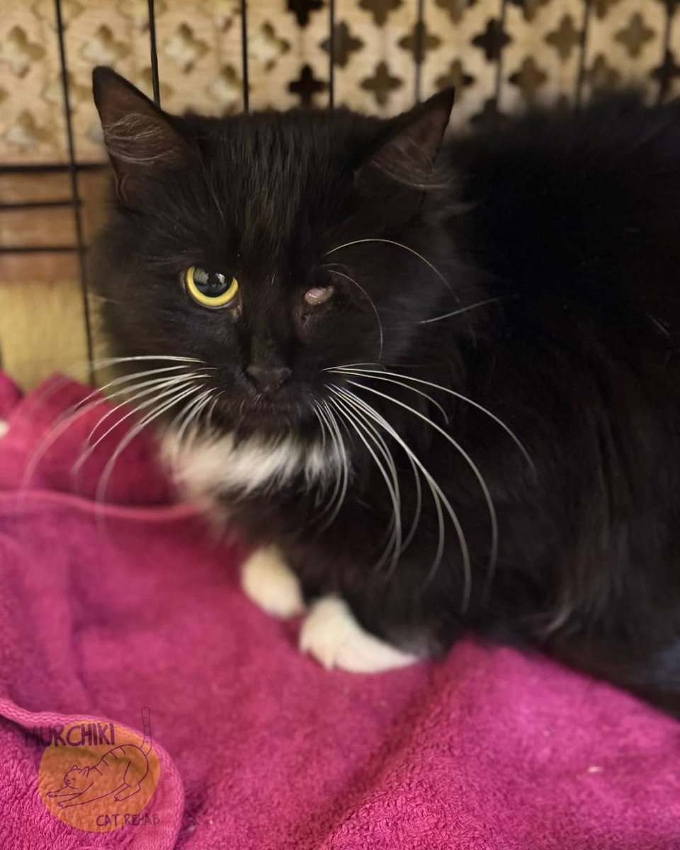 Зазвичай, такі киці не залишаються в притулку. Народжені мамою кішкою на вулиці, не мають досвіду любові від людини, триматись подалі - це їх захист і збережене життя. Жасмін ми забрали на стерилізацію та вакцинацію, і після загоєння - повернули б на місце проживання. Якби не