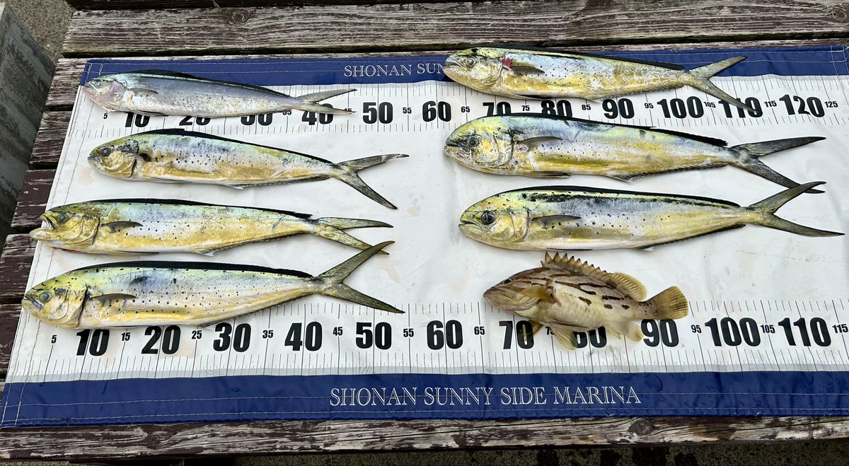 久しぶりにシイラ大漁！🐟🐟🐟
台風の影響か？高活性でした！🎣