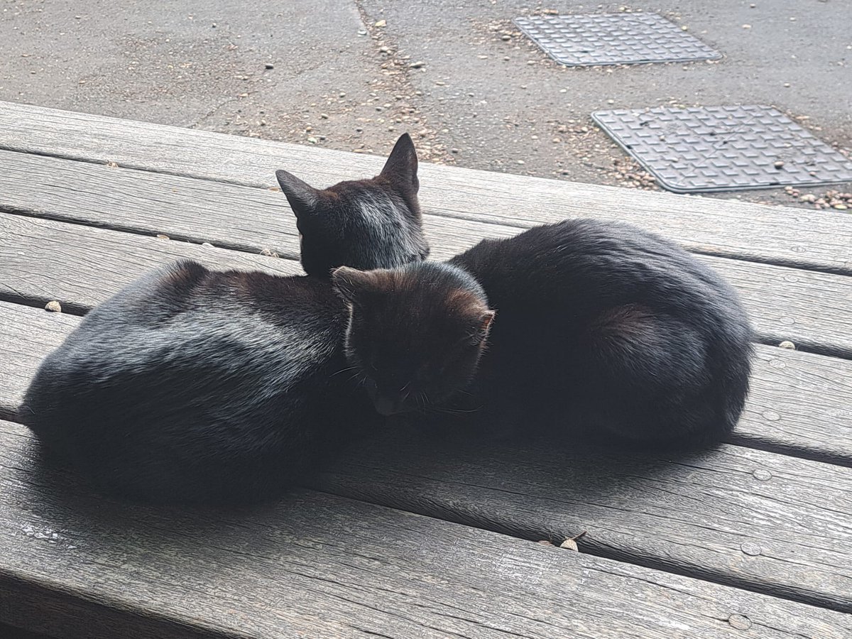 HelloYorkshire's tweet photo. 📷 Meet Titch &amp; Clinker, the charming black shed cats of Grosmont Station!

These two adorable felines keep watch over the @nymr, adding a touch of warmth and whimsy to your journey. Don't forget to say hello the next time you visit! 📷📷
#GrosmontStation #helloyorkshire #nymoors https://t.co/naGTH04jRU