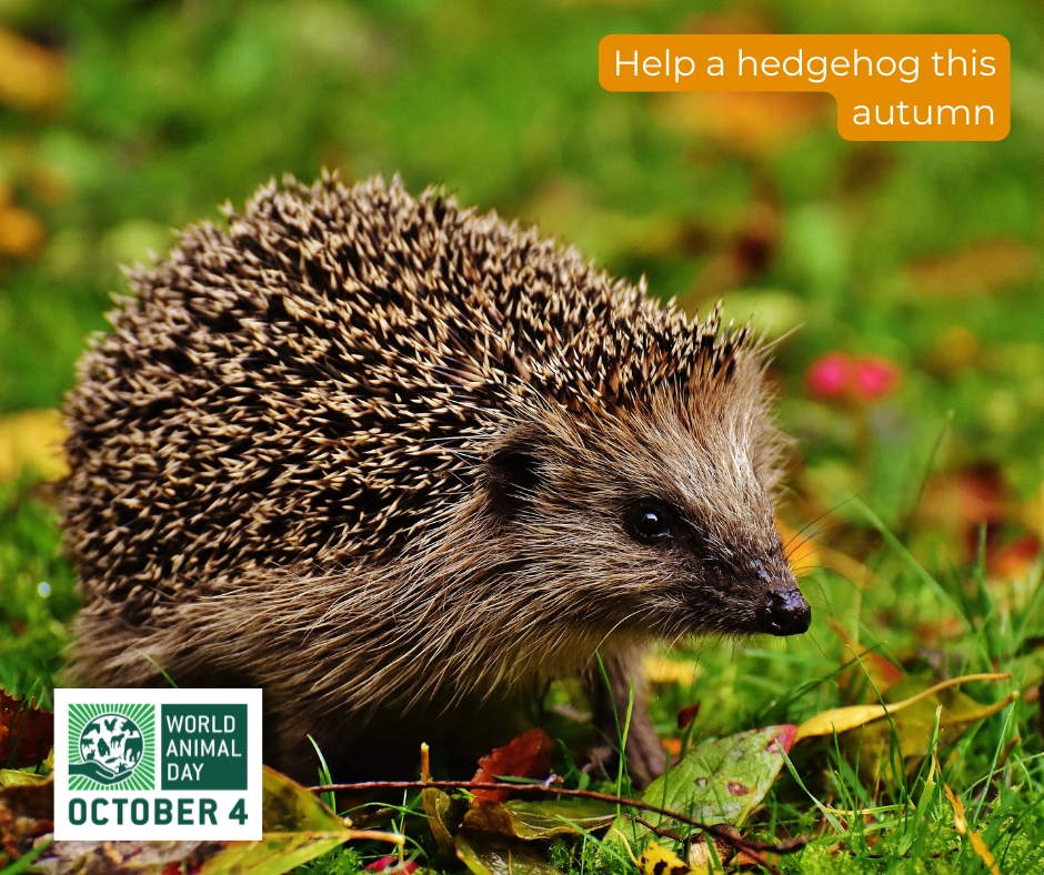 🦔 Every garden counts! The Wildlife Trust is calling on nature lovers to “Help a Hog” this autumn by recording hedgehog sightings across the UK.

Your backyard could be a lifeline for our prickly friends. Find out more via  wildlifetrusts.org/what-do-if-you…💚